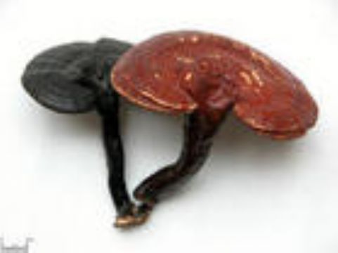 Ganoderma Extract 